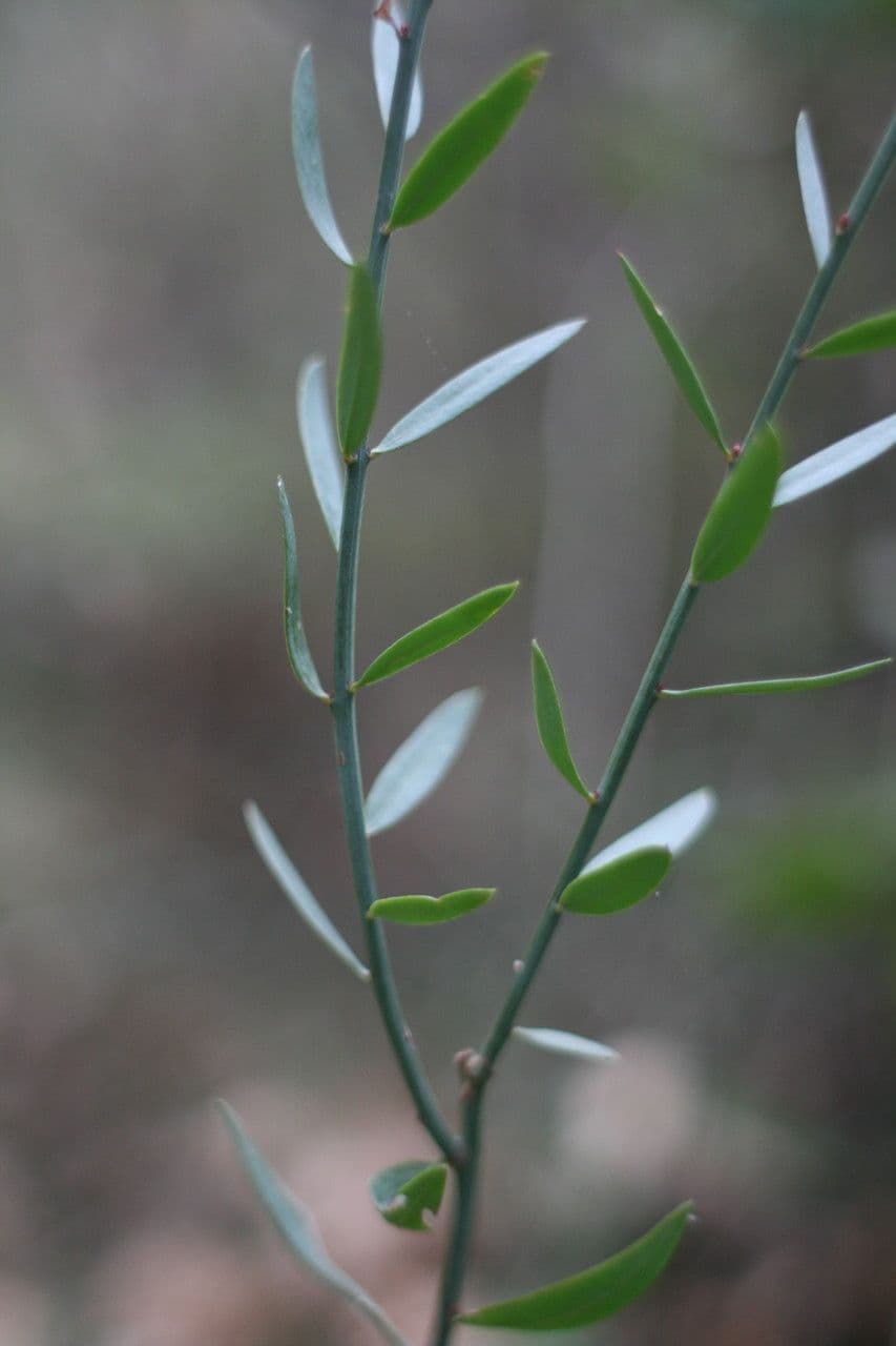 Guardalobo 29