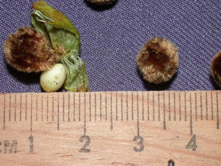 Quiina macrophylla 20
