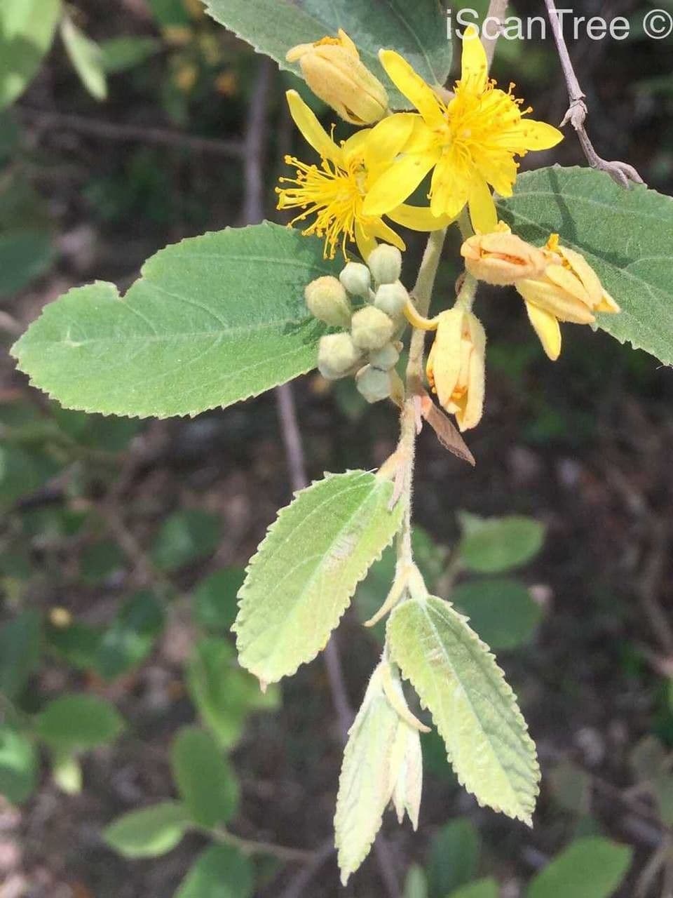 Grewia 7