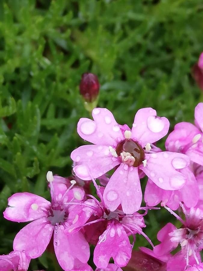 Silene a cuscinetto 7