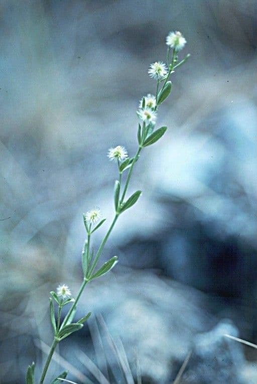 Galium serpenticum 7