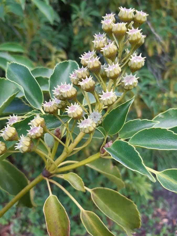 Trochodendron 4