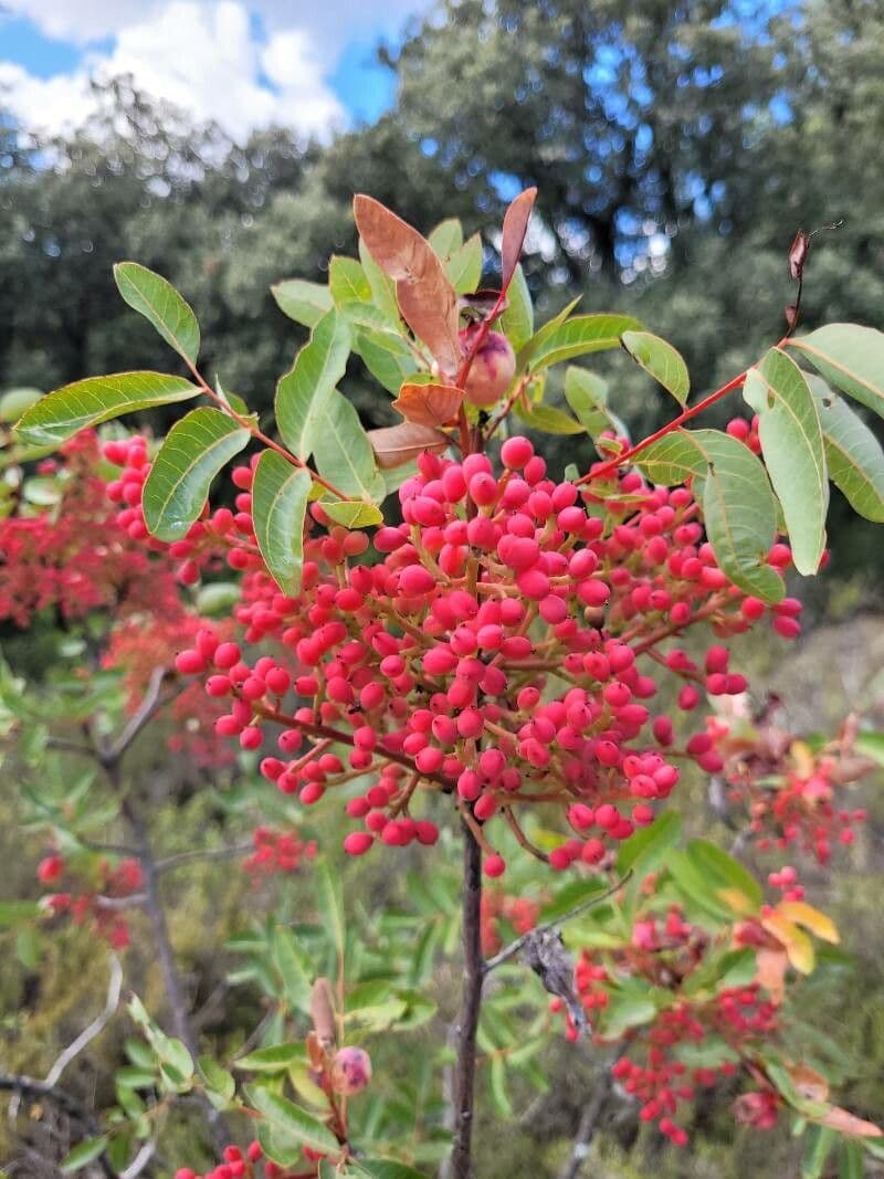 Cornicabra 8
