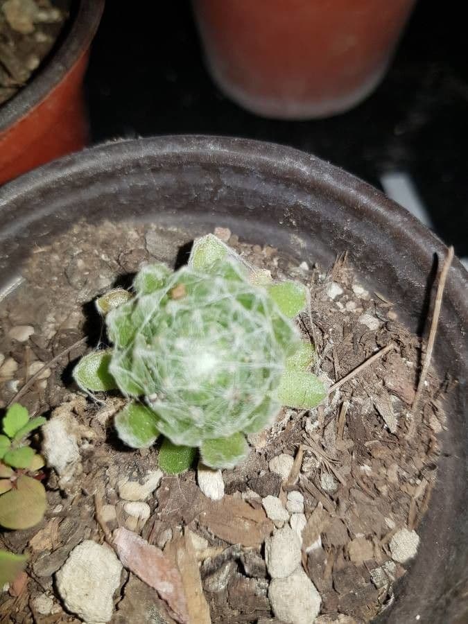 Psilocarphus brevissimus 9