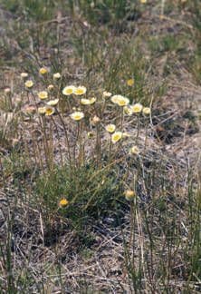Erigeron composto 9