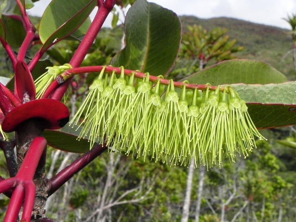 Cunonia 4
