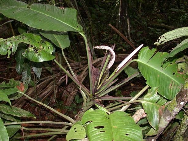 Rhodospatha 6