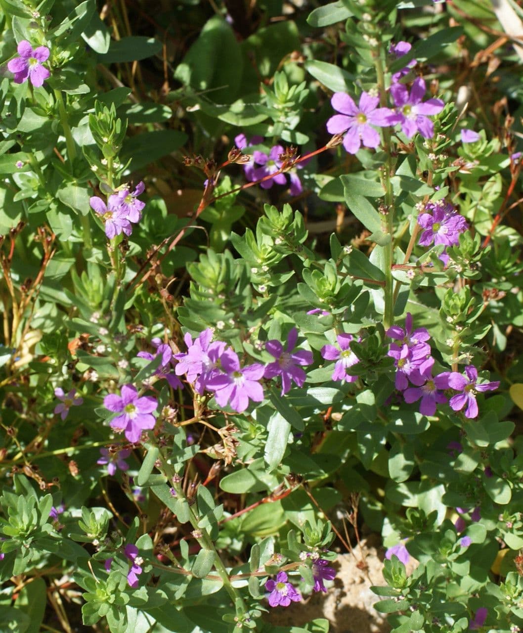 Lythrum junceum 10