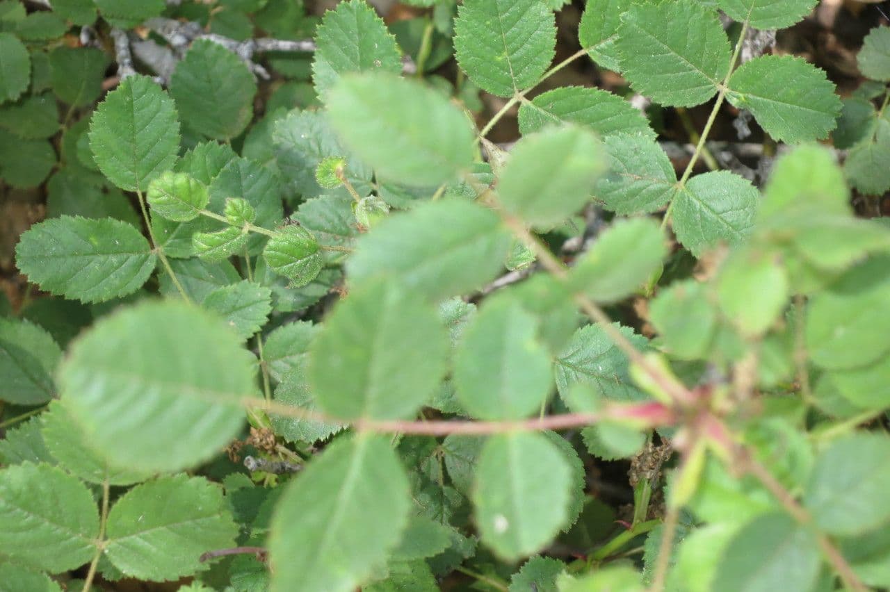 Rosa californiana 12
