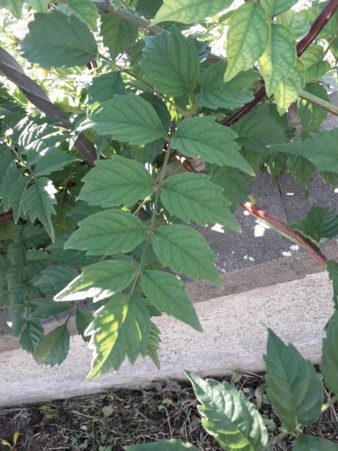 Bignonia cinese 20