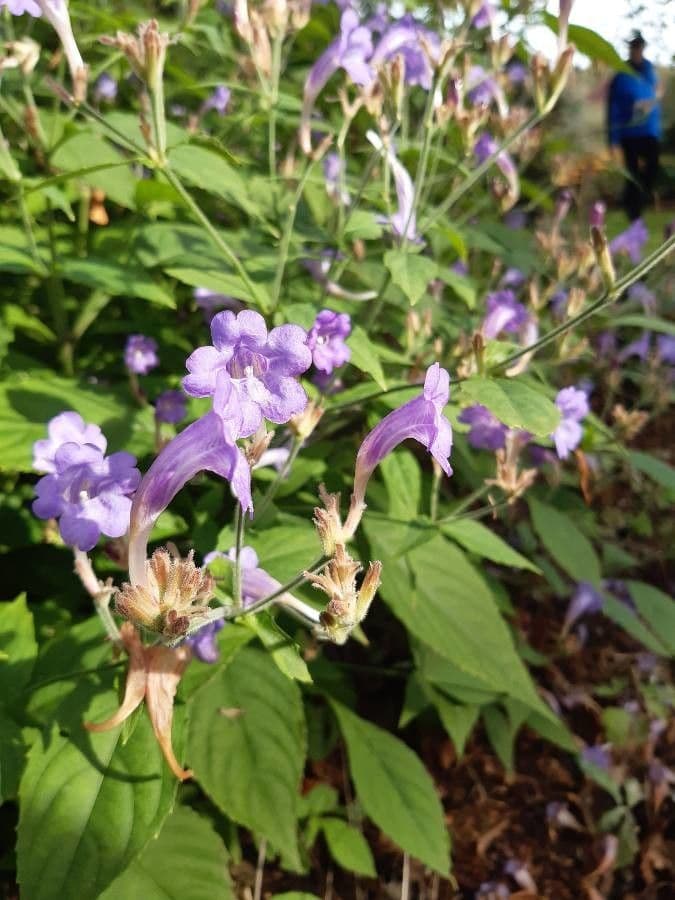Strobilanthes 3