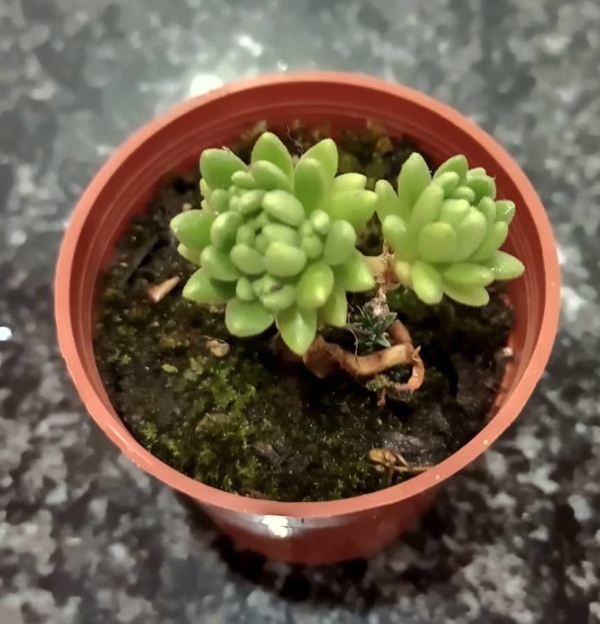 Sedum 25