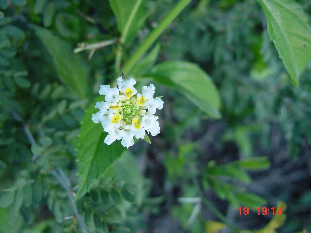 Lantana 7