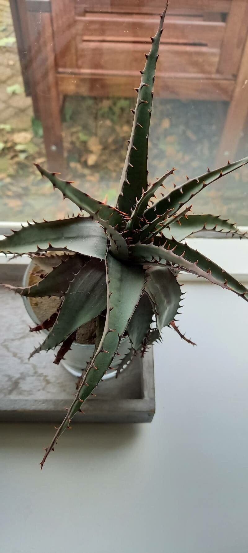 Aloe 2