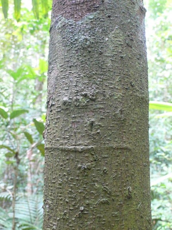 Jupunba 2