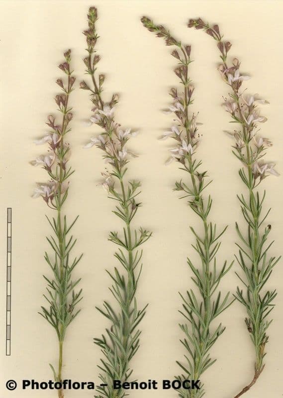 Teucrium pseudochamaepitys 27