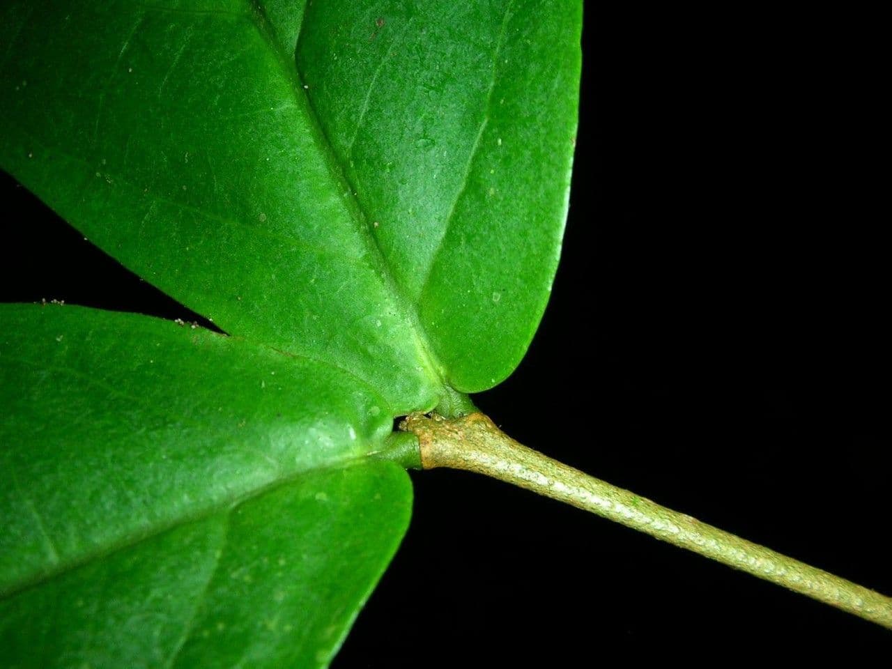 Eugenia 13
