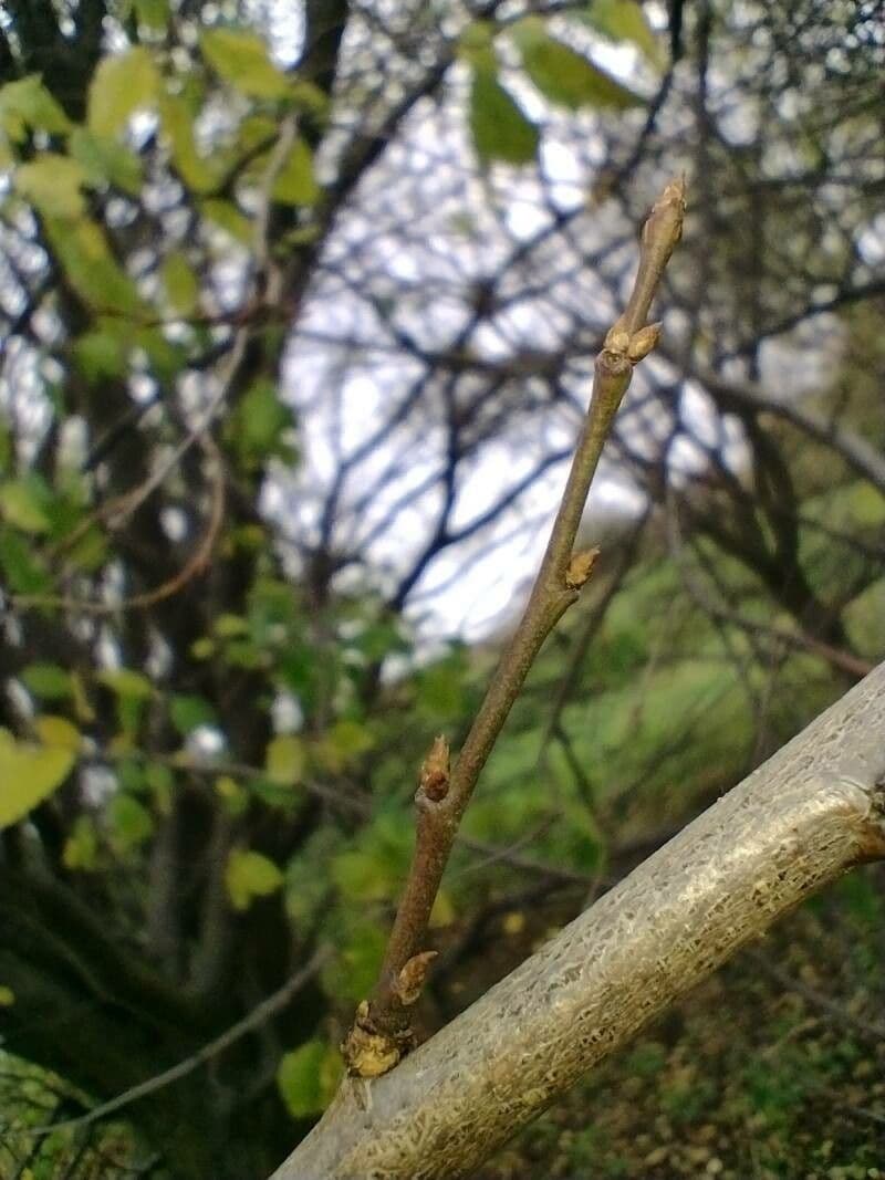 Prugna Damaschina 28