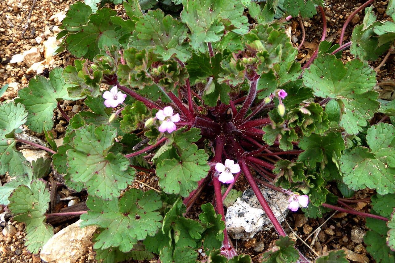 Géranium à feuilles rondes 14