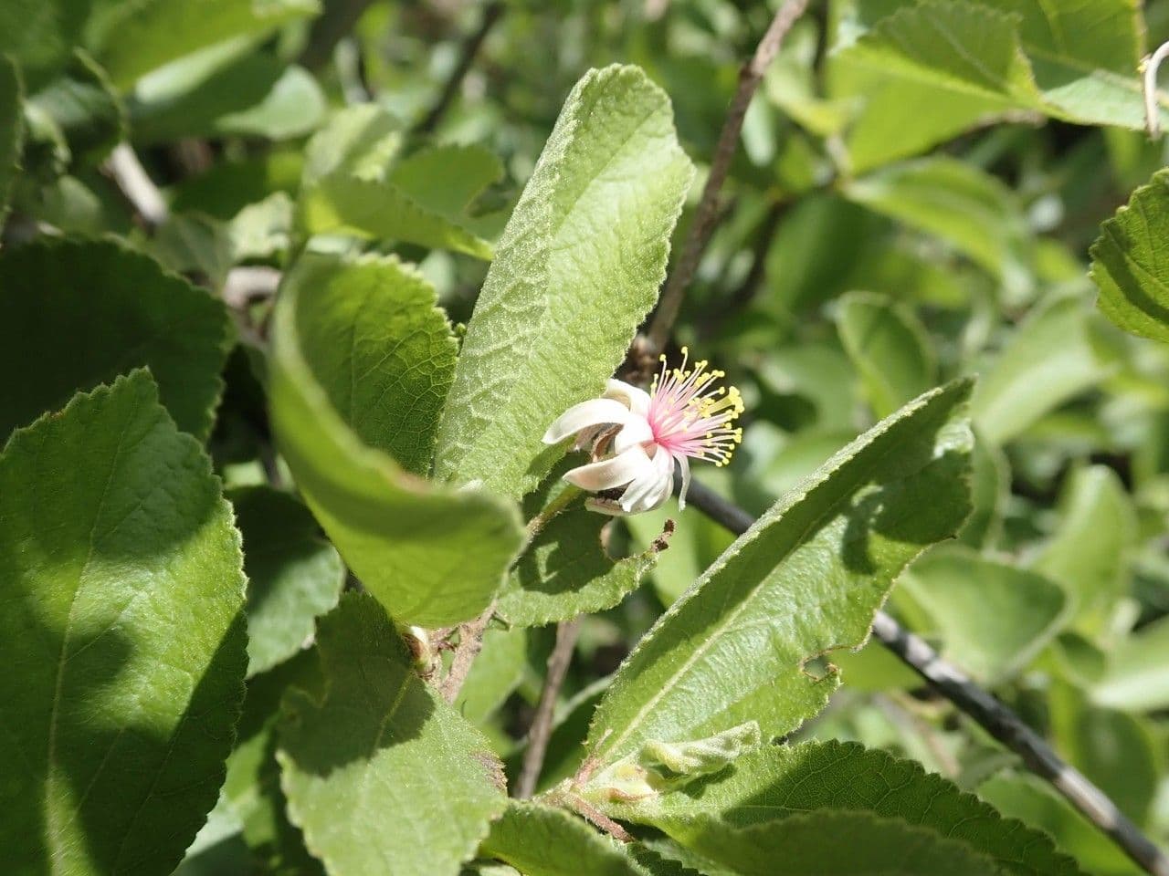 Grewia 9