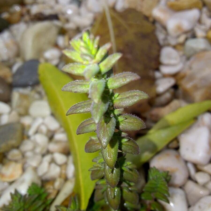 Valantia muralis 20