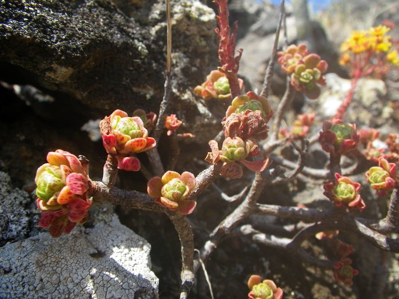 Sempervivum spatulé 9