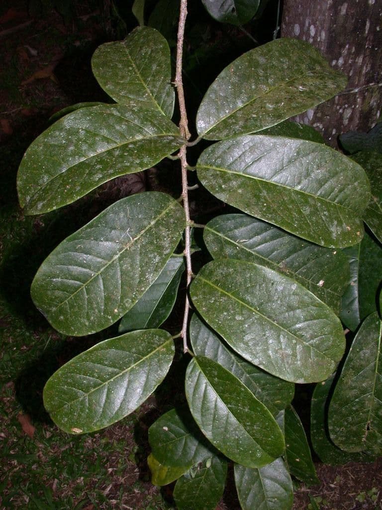 Passiflora 10
