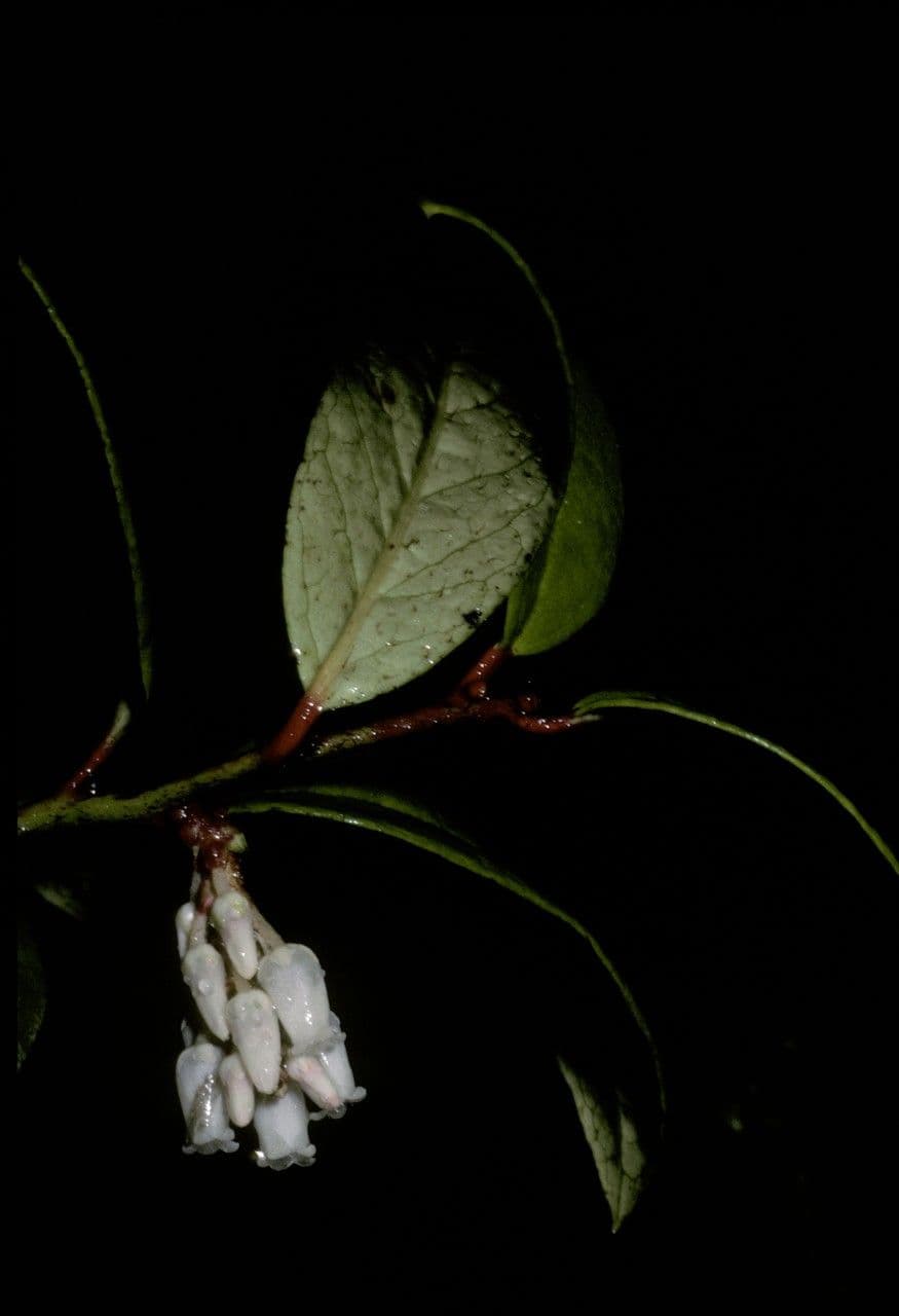 Gaukeler 2