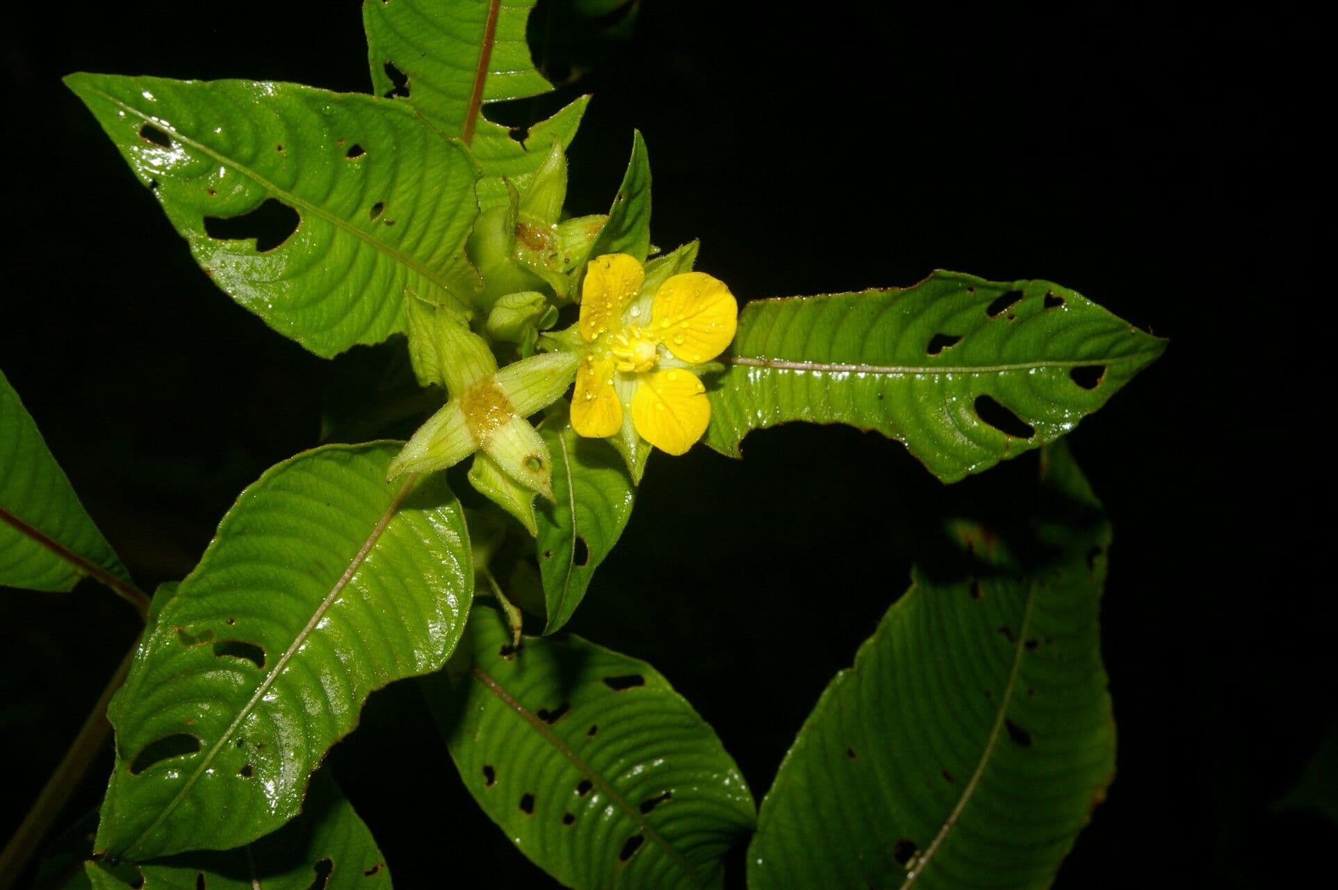 Ludwigia 8