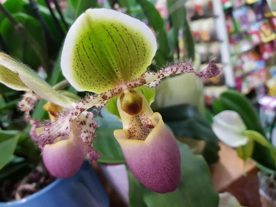 Paphiopedilum
