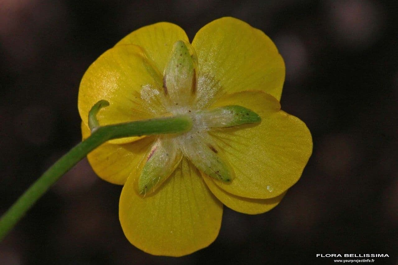 Ranunculus 3