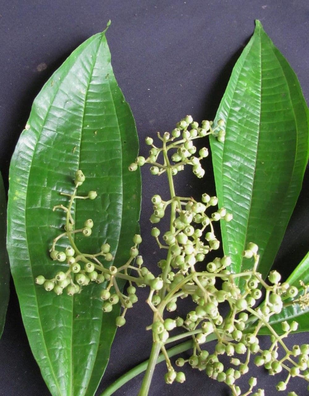 Miconia 19
