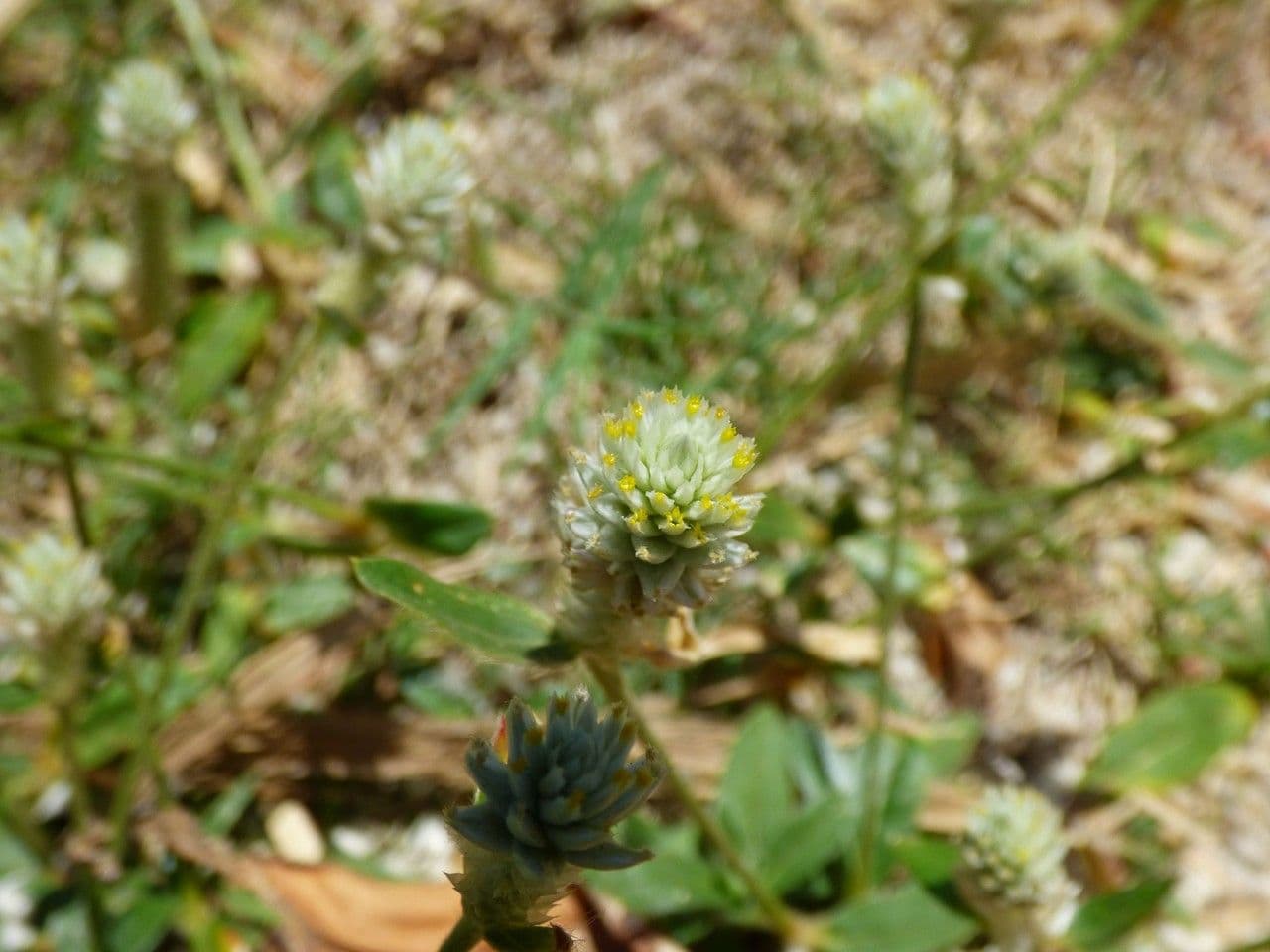 Gomphrena 4