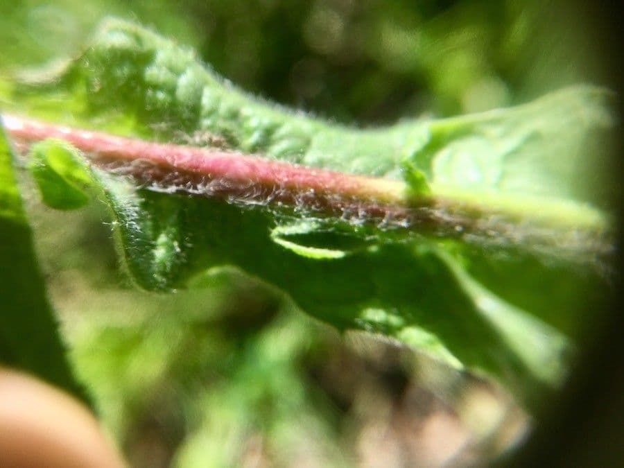 Pulicaria odora 20