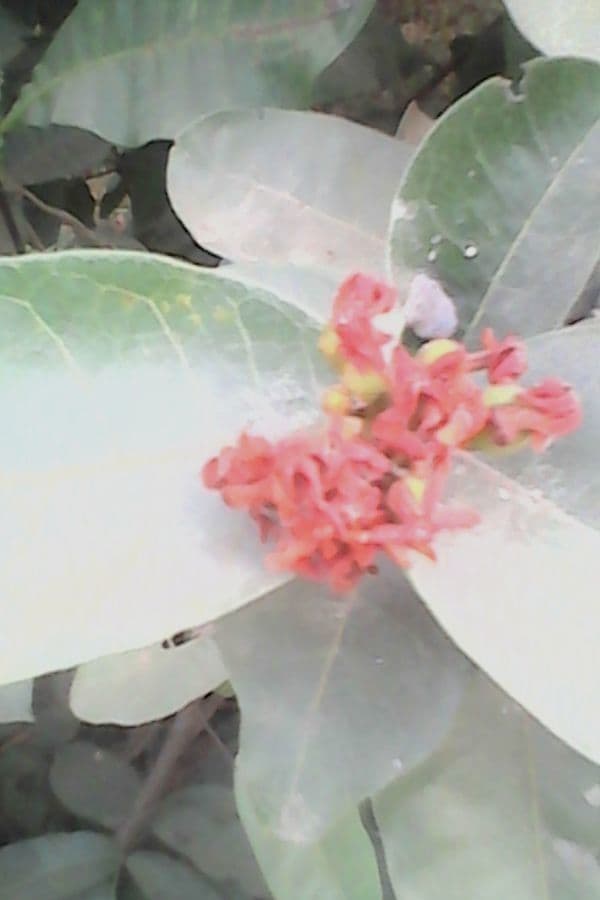 Landolphia heudelotii 4