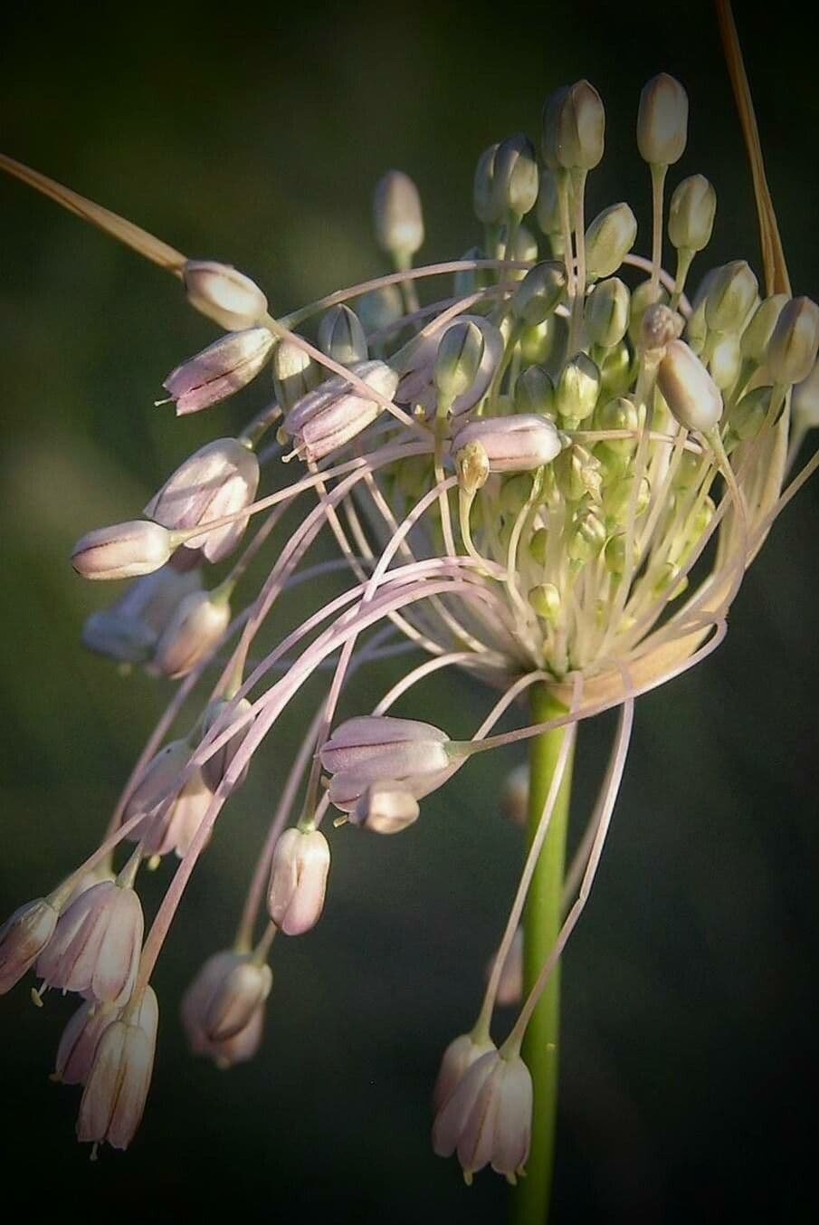 Aglio paniculato 9