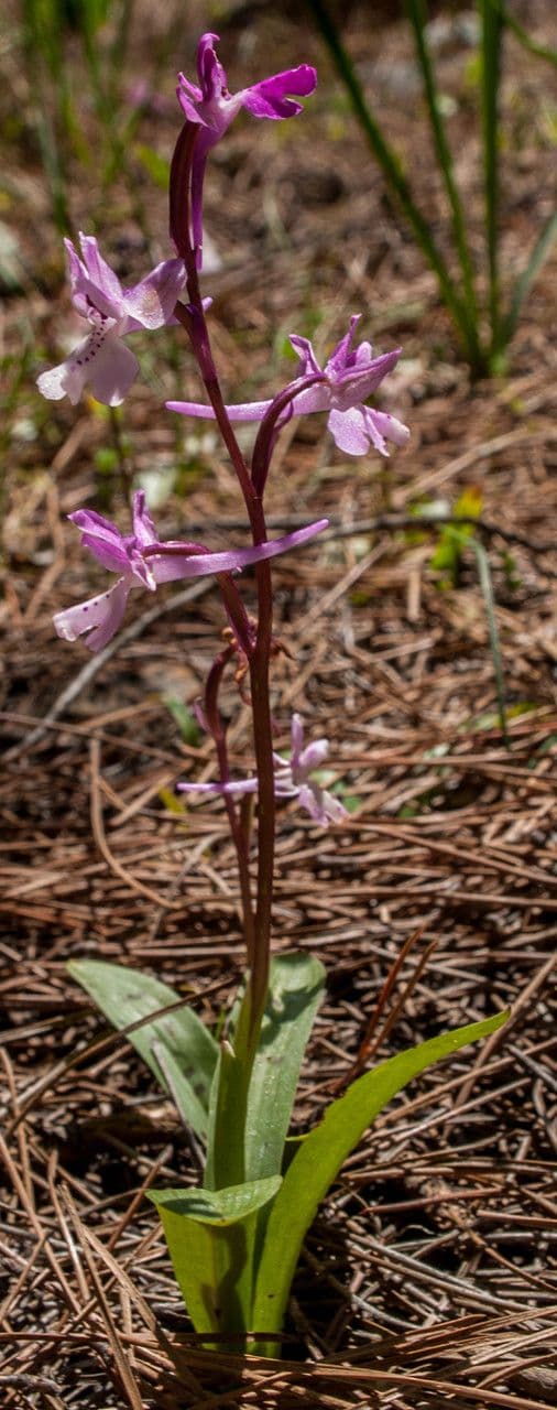 Orchis 8