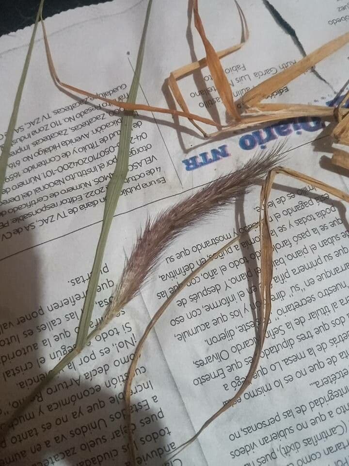 Setaria minore 7