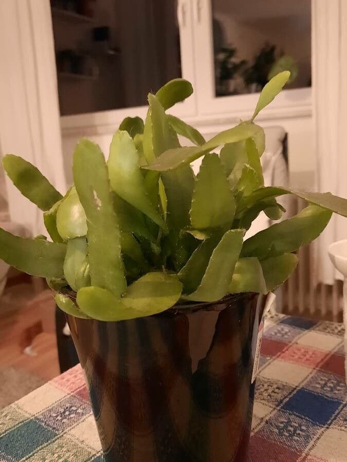 Rhipsalis micrantha 6