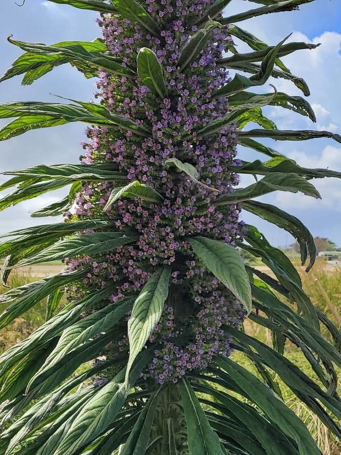 Echium pininana 10