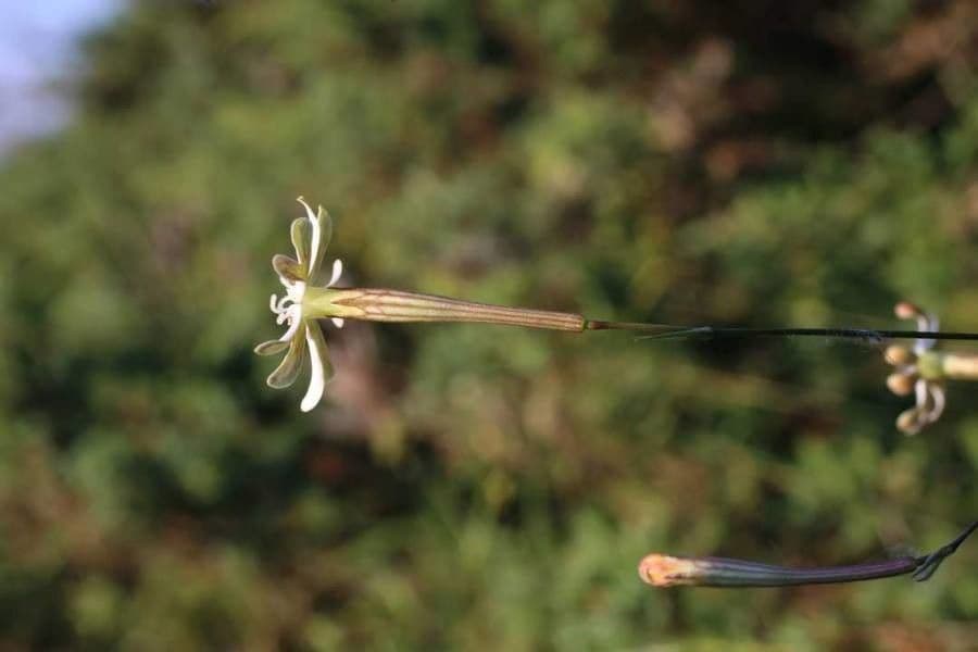 Silene