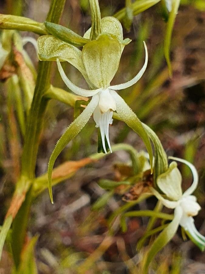 Habenaria 3