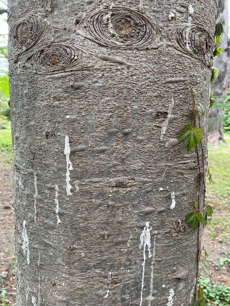 Abete di Sachalin 3