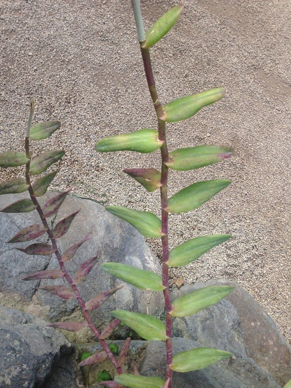 Epidendrum radicans 23