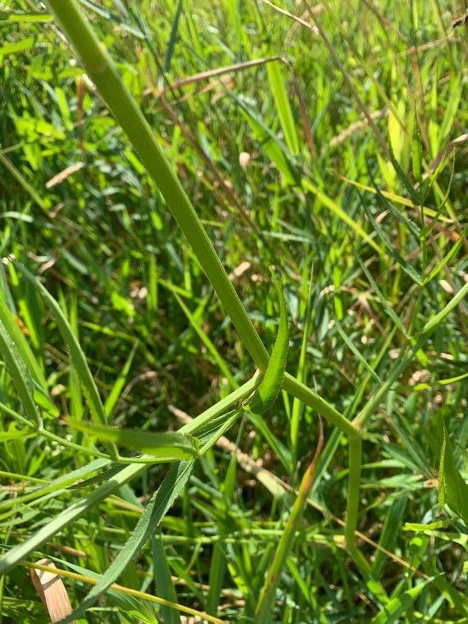 Pastinaca d'acqua 15