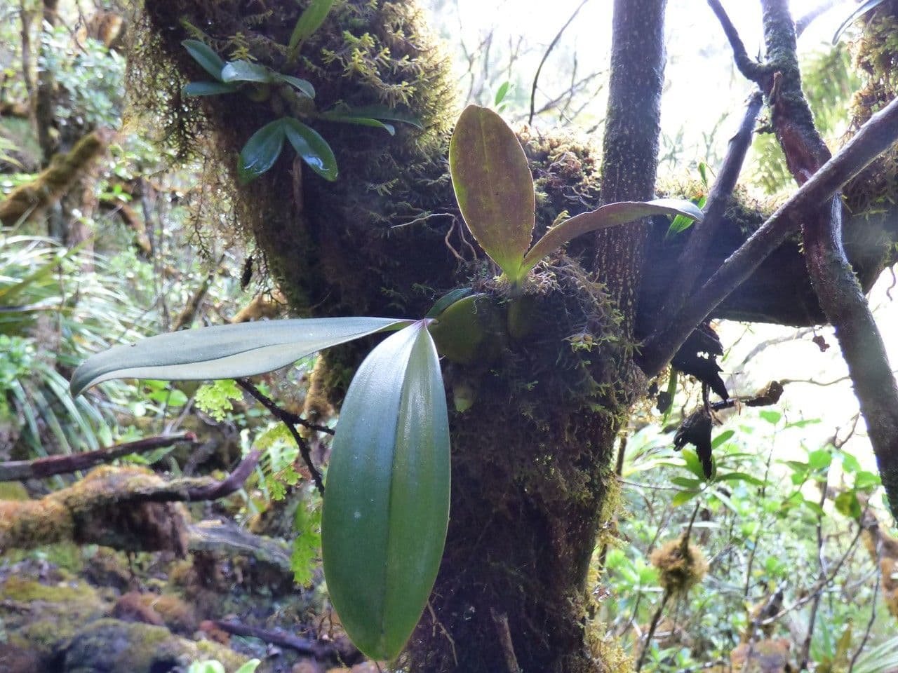 Bulbophyllum 3