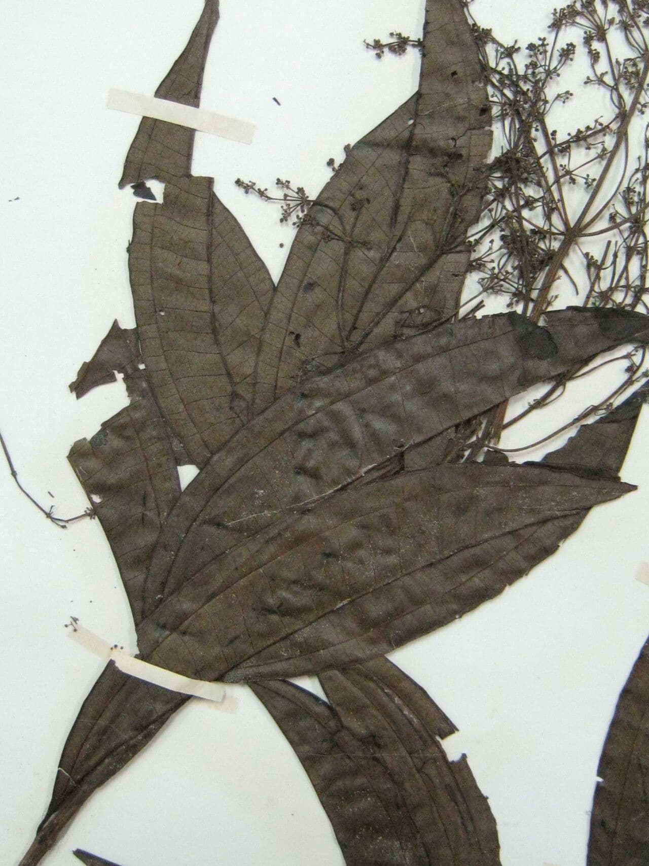 Miconia 24
