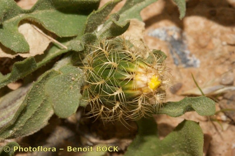 Centaurea 7