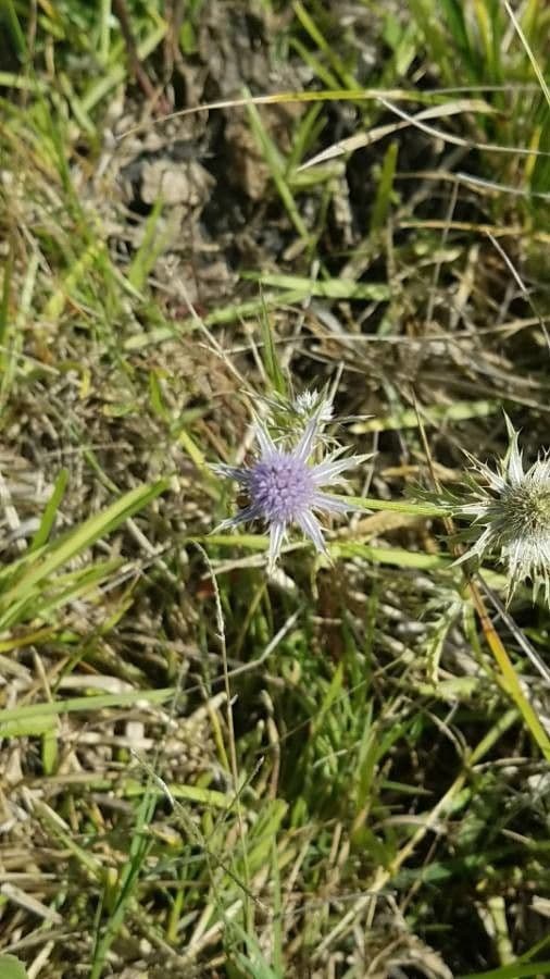 Panicaut 2