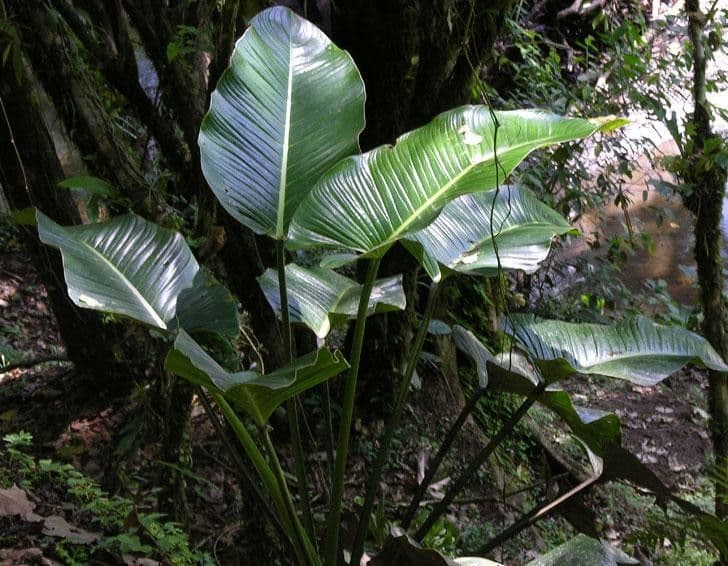 Philodendron 3